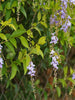 Golden Duranta - Ornamental Shrubs