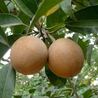 Chikoo-Kalapatti(Grafted)- Fruit Plants & Tree - Exotic Flora