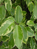 Ficus Bushy King- Ornamental Shrubs - Exotic Flora