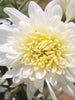 Chrysanthemum White - SEASONALS - Exotic Flora