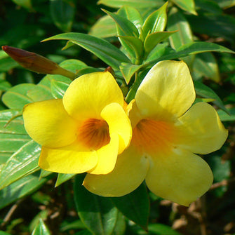 Bush Allamanda- Flowering Shrubs - Exotic Flora