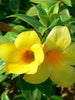 Bush Allamanda- Flowering Shrubs - Exotic Flora