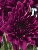 Chrysanthemum Dark Purple - SEASONALS - Exotic Flora