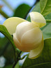 Magnolia Dwarf Coco - Flowering Shrubs