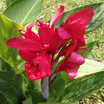 Cannas Dwarf Red - Flowering Plants - Exotic Flora