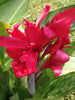 Cannas Dwarf Red - Flowering Plants - Exotic Flora