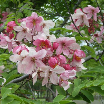 Cassia Javanica/Pink Shower Tree - Avenue Trees - Exotic Flora