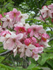 Cassia Javanica/Pink Shower Tree - Avenue Trees - Exotic Flora