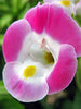 Torenia Pink- SEASONALS