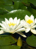 Water Lily Star White - Aquatic Plants