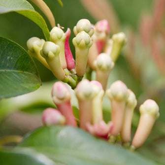 Clove-Spices - Exotic Flora