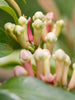 Clove-Spices - Exotic Flora