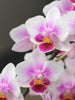 Phalaenopsis Hybrids/Orchids Pink - Flowering Plants