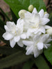 Jasmine Mini/Mogra - Flowering Shrubs