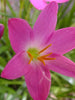 Rain lily Pink- Flowering Plants