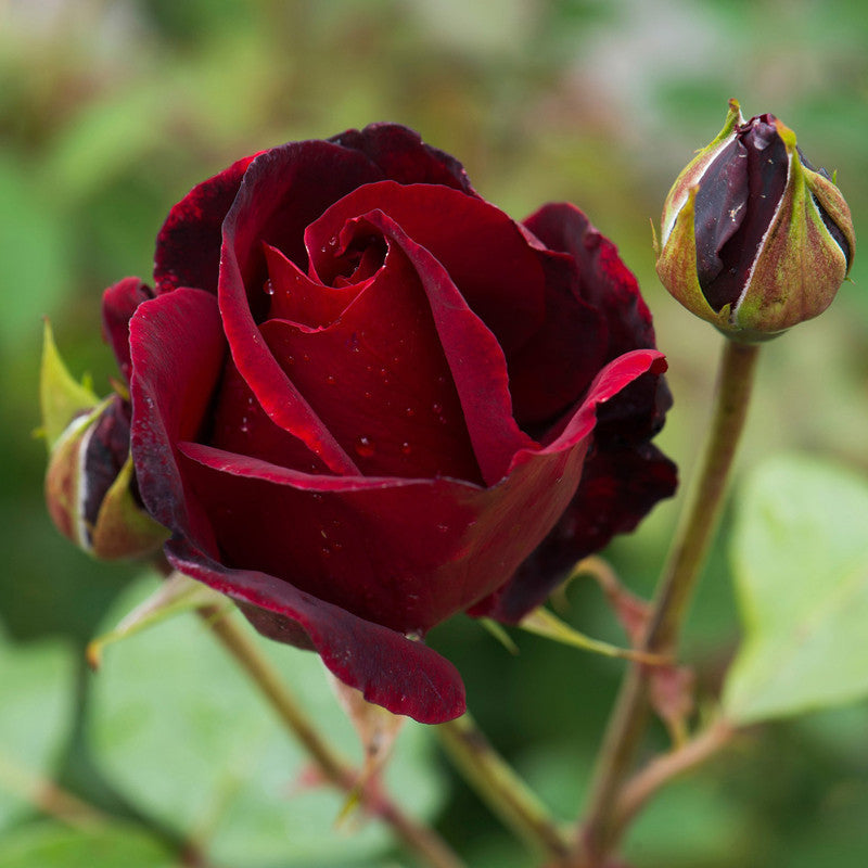 Maroon Rose - Flowering Plants– Exotic Flora
