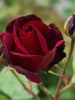 Maroon Rose - Flowering Plants