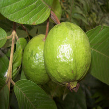 Thailand-Guava - Fruit Plants & Tree – Exotic Flora