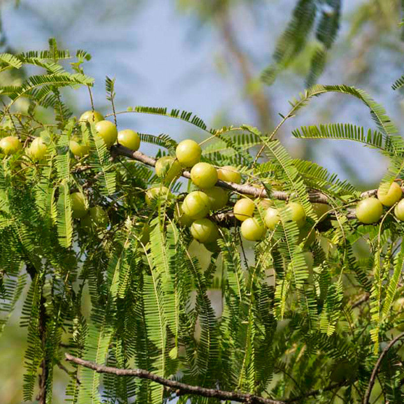 bonsai amla tree Amla Banaras (Grafted)