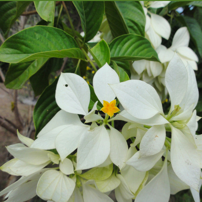 Mussaenda White - Flowering Shrubs– Exotic Flora
