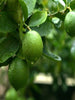 Lemon Hybrid - Fruit Plants & Tree