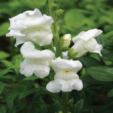 Antirrhinum White- SEASONALS - Exotic Flora