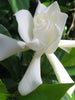 Gardenia/Jasmine Rose Regular - Top Perfuming - Fragrant Plants