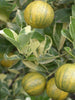 Table Lemon Varigata- Fruit Plants & Tree