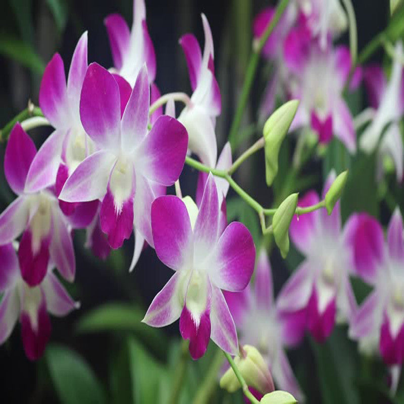 Dendrobium Orchid- Purple- Flowering Plants – Exotic Flora