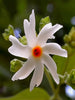 Coral Jasmine - Avenue Trees - Exotic Flora