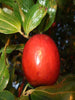 Indian Jujubee/Indian Ber - Fruit Plants & Tree