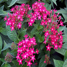 Pentas Dark Pink - Flowering Plants – Exotic Flora