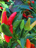 Ornamental Chilli/Pepper and Christmas Pepper -Spices