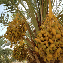 Date palm- Fruit Plants & Tree - Exotic Flora