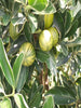 Mosambi Variegata (Grafted)- Fruit Plants & Tree