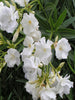 Nerium White Double - Flowering Shrubs