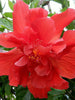 Hibiscus Red DOUBLE - Flowering Shrubs