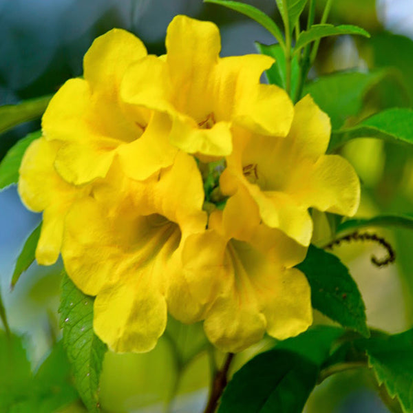 Tecoma gaudichaudi/Yellow Bells- Flowering Shrubs – Exotic Flora