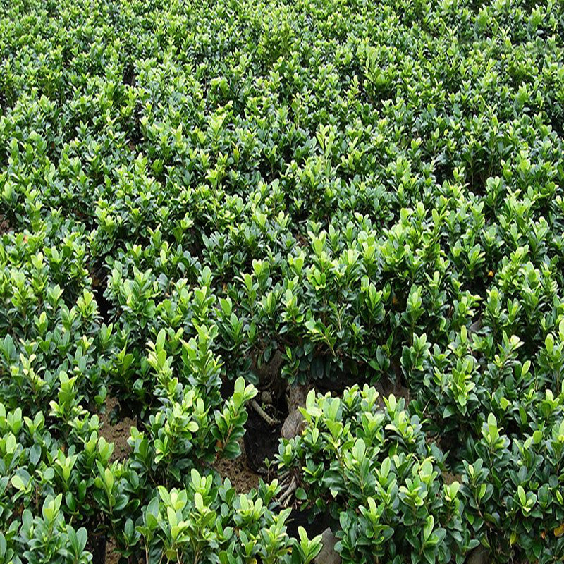 Lucky Ficus Bonsai Exotic Flora