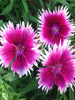 Dianthus Pink-White - SEASONALS - Exotic Flora