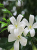 Satin Wood/Madhu Kamini - Flowering Shrubs