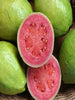 Guava Red Flesh - Big Size Plants