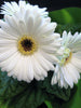 Gerbera Plant White -  Top Bed Room