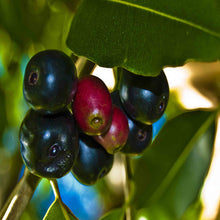 Jambolan Badoli  (Grafted) -Big Size Plants