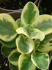 Peperomia Variegated - Indoor Plants