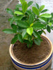 Ficus Panda -Ornamental Shrubs - Exotic Flora