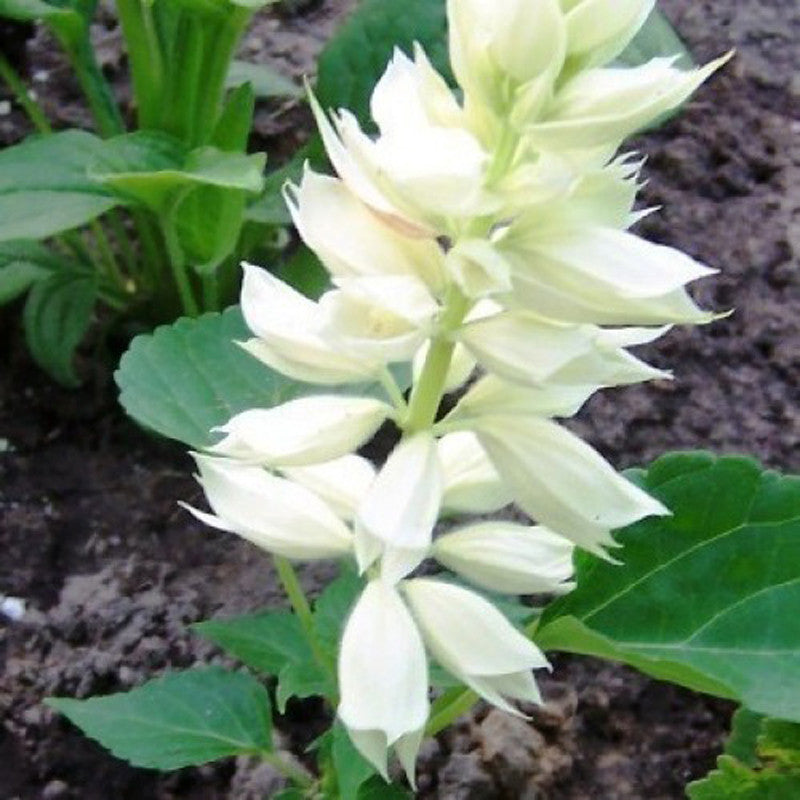 Salvia White - SEASONALS– Exotic Flora
