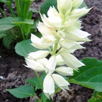 Salvia White - SEASONALS
