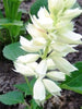 Salvia White - SEASONALS