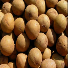 Chikoo-Kalapatti(Grafted)- Fruit Plants & Tree - Exotic Flora